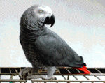 African parrot 1